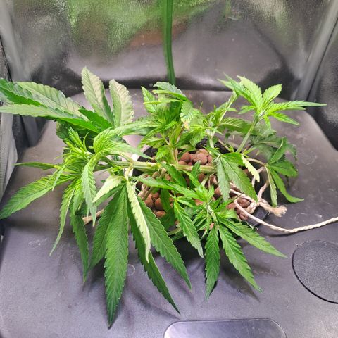 Haruka growlog timeline photo