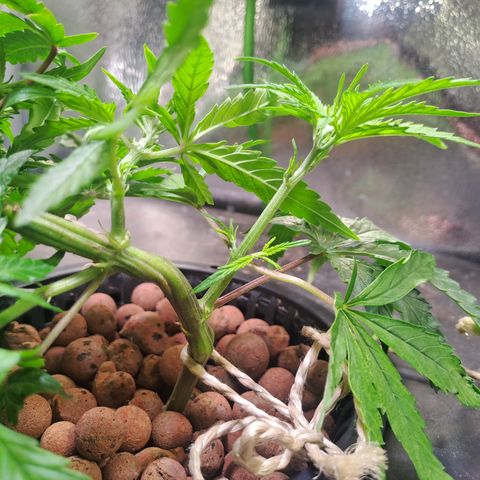 Haruka growlog timeline photo