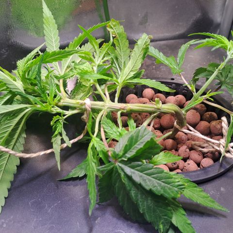 Haruka growlog timeline photo