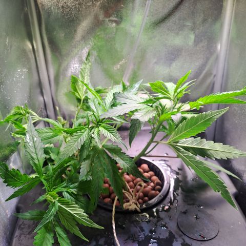 Haruka growlog timeline photo