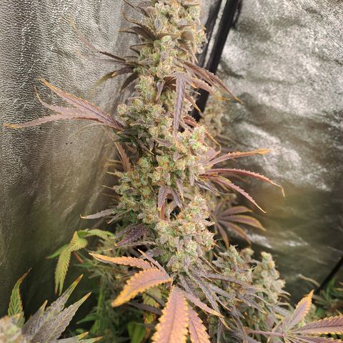 Haruka growlog timeline photo