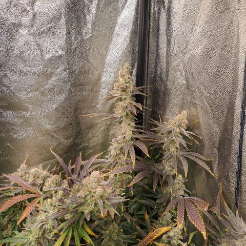 Haruka growlog timeline photo