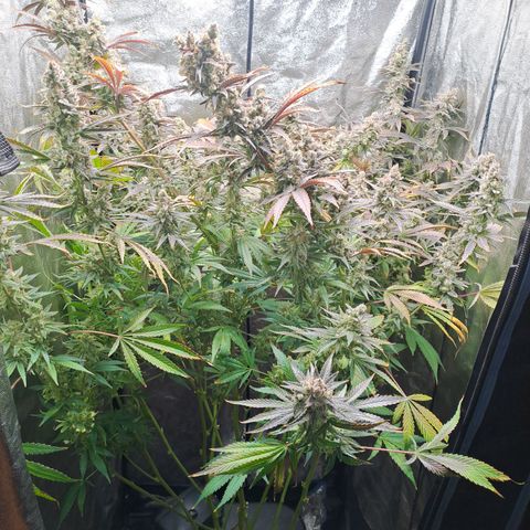 Haruka growlog timeline photo