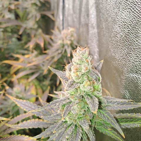 Haruka growlog timeline photo