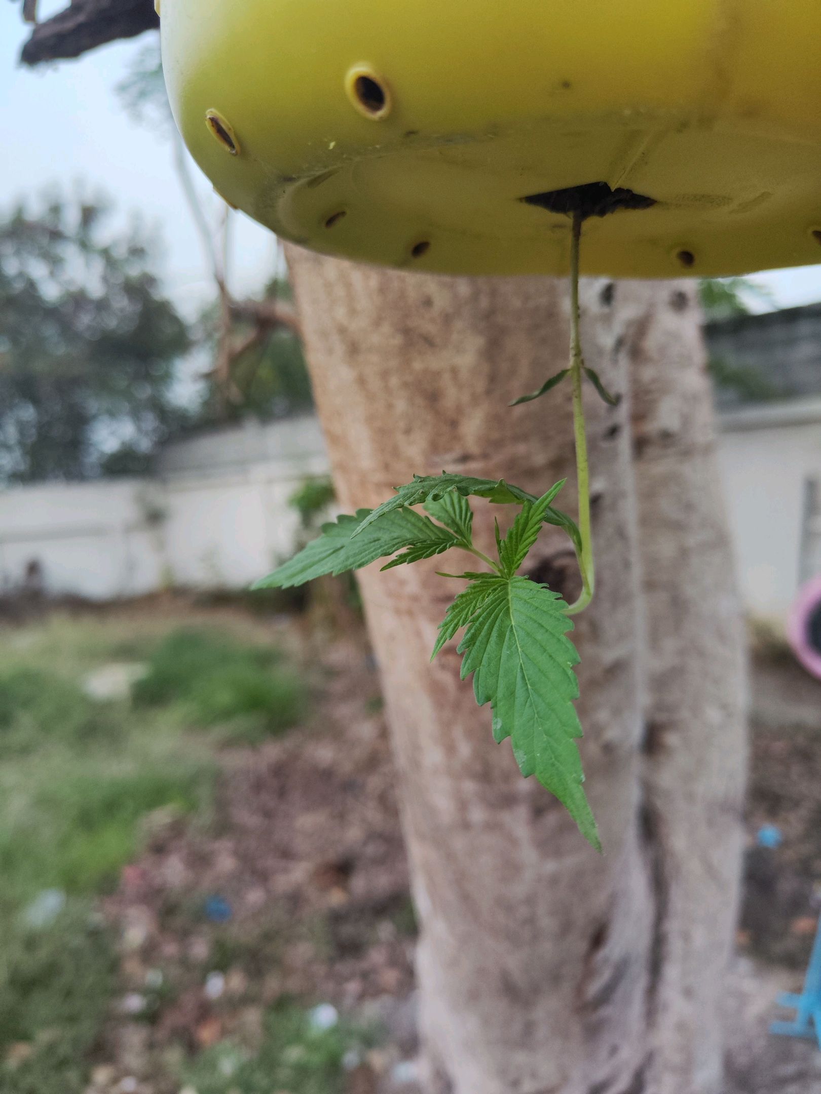 ต้นกลับหัว growlog photo 1