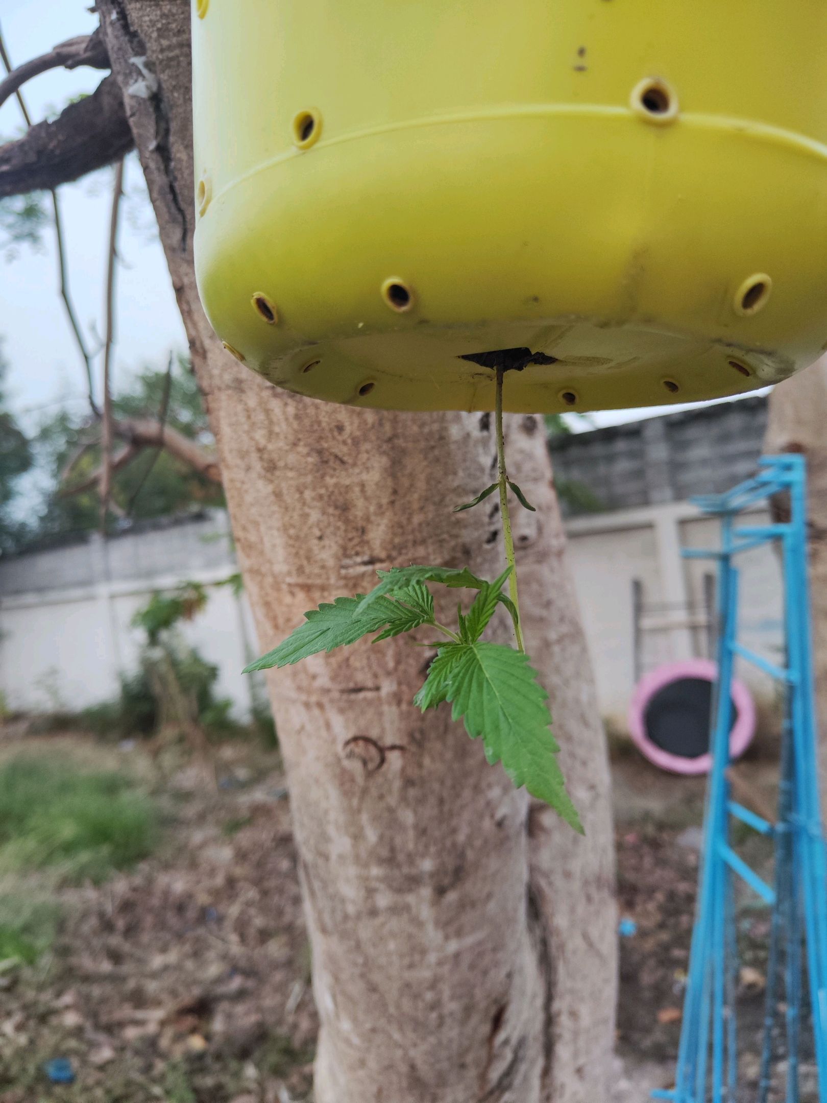 ต้นกลับหัว growlog header