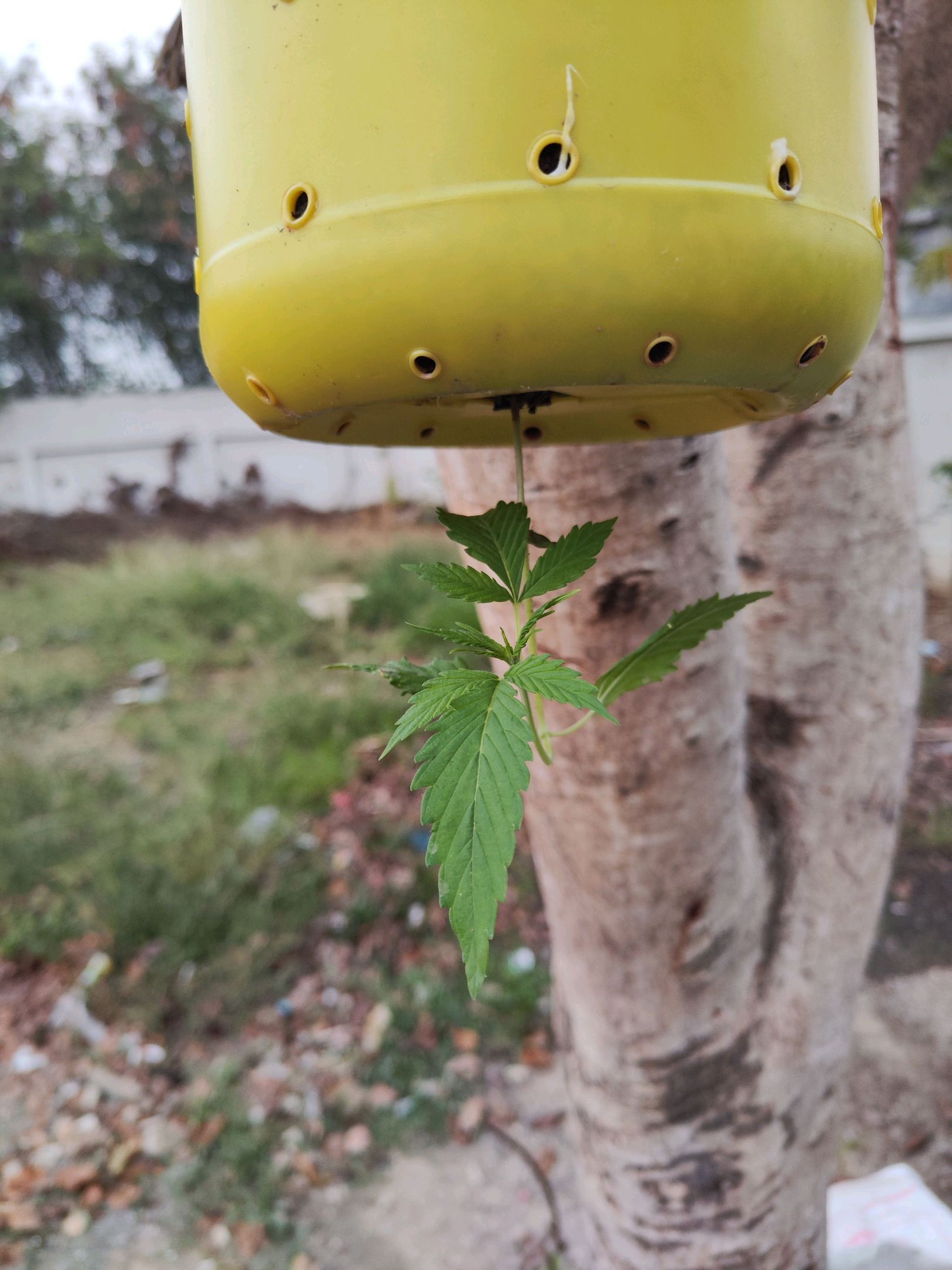 ต้นกลับหัว growlog photo 3