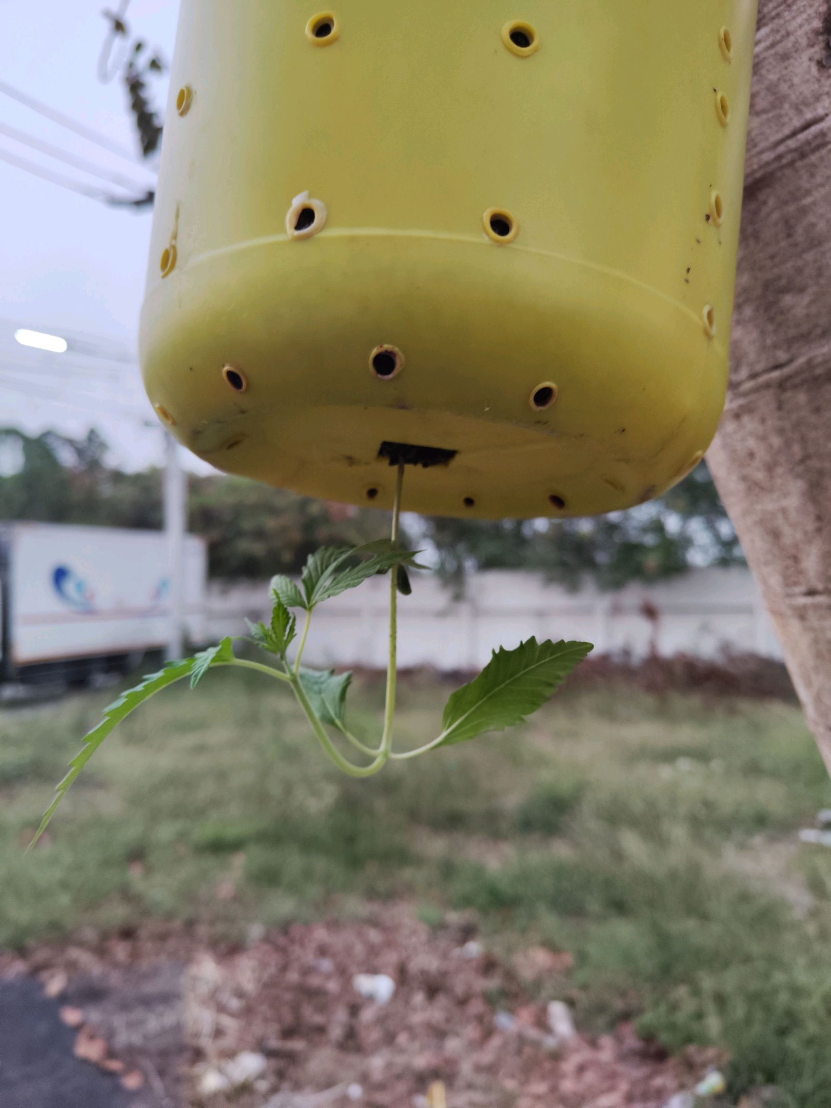 ต้นกลับหัว growlog photo 4