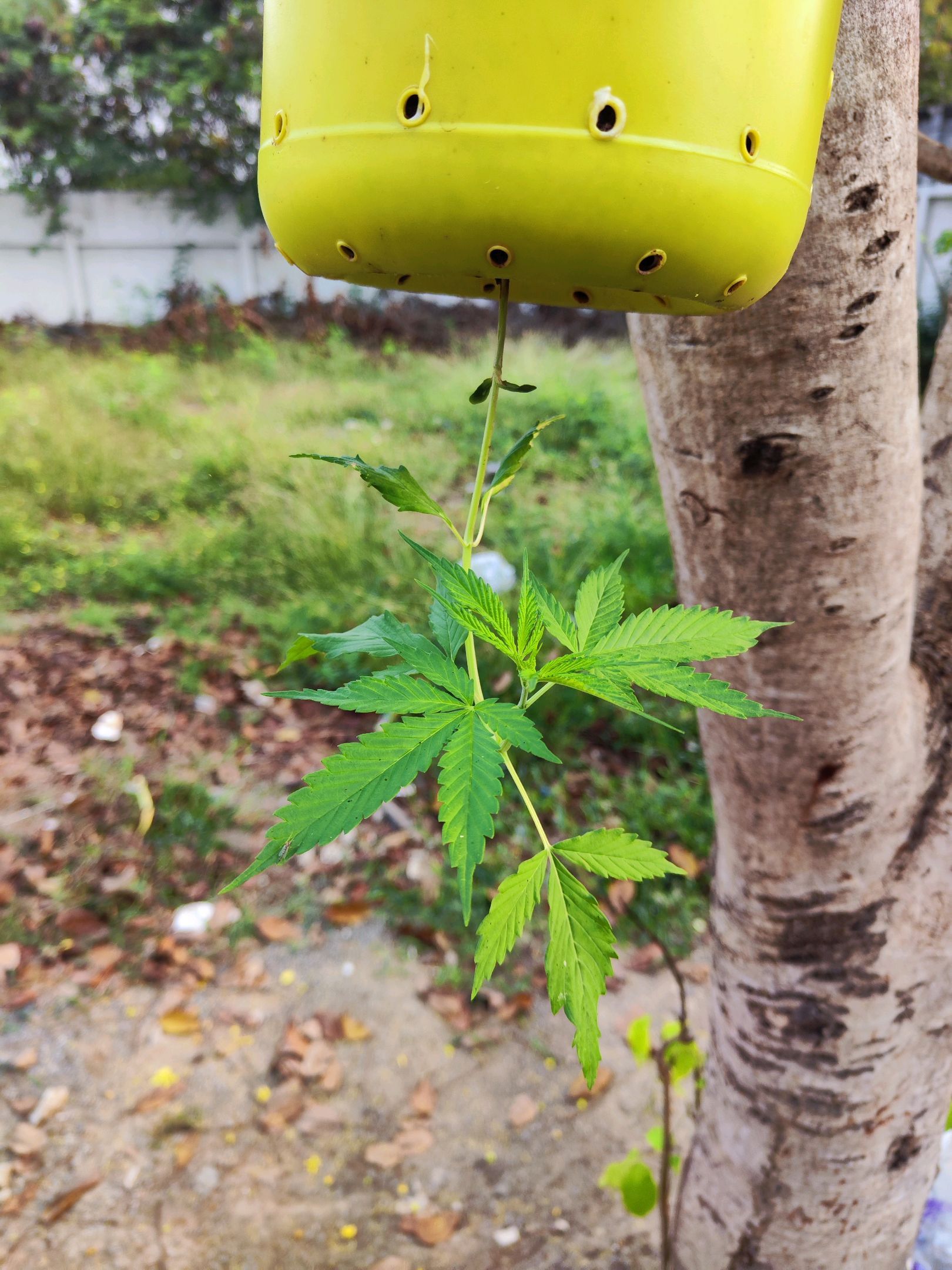 ต้นกลับหัว growlog photo 6