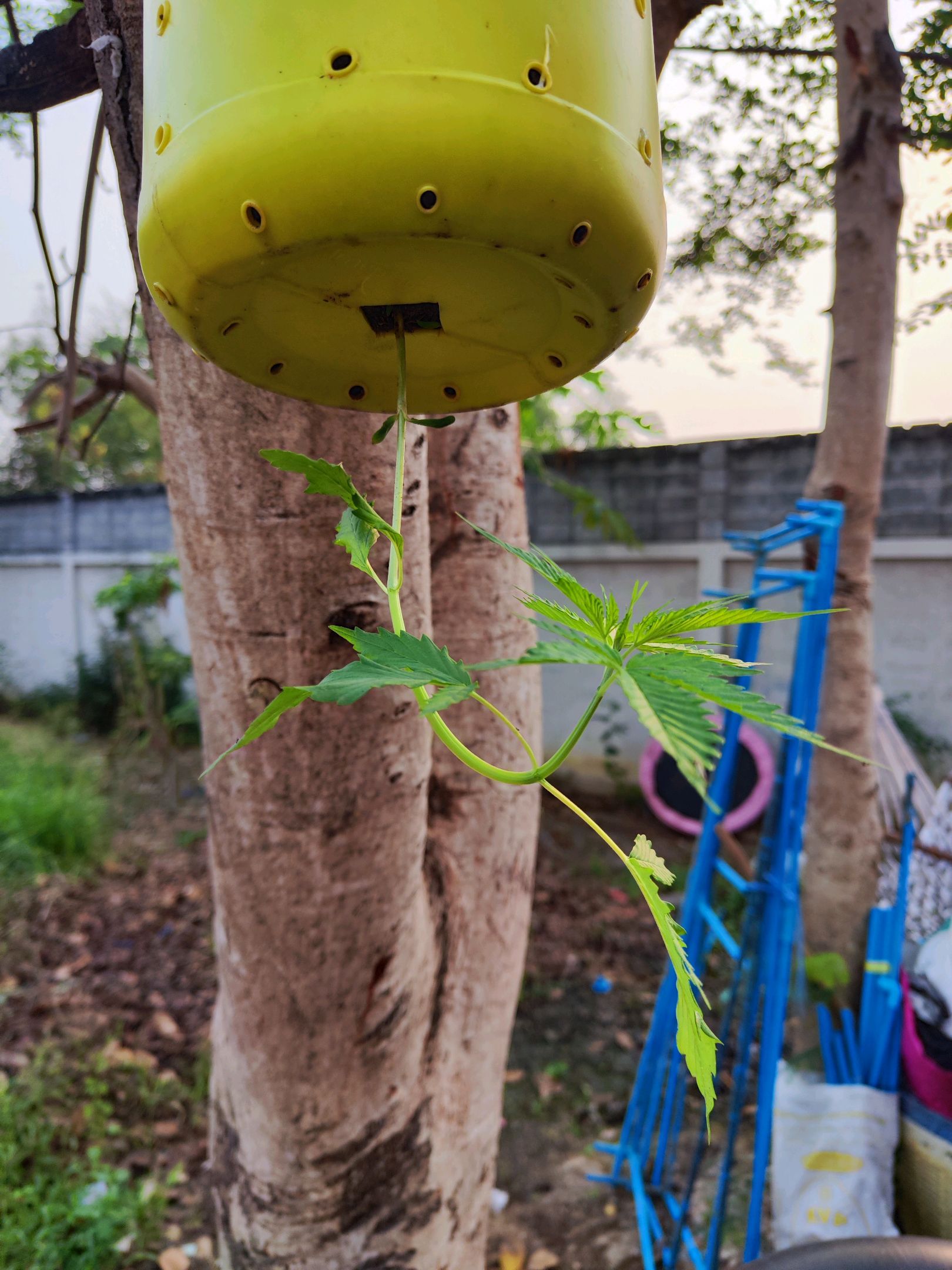 ต้นกลับหัว growlog photo 5