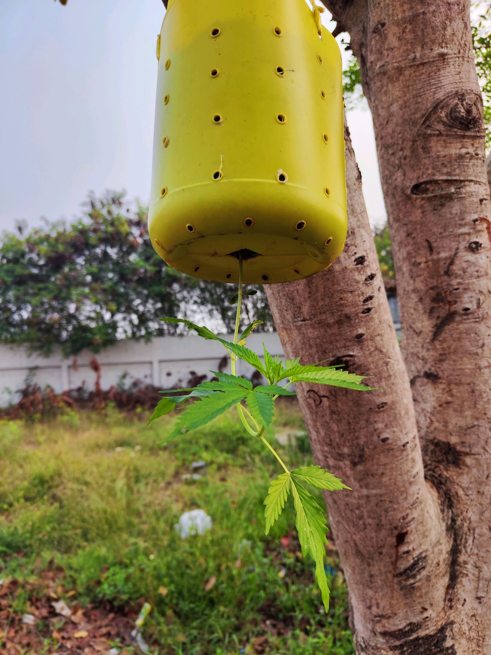 ต้นกลับหัว growlog photo 7