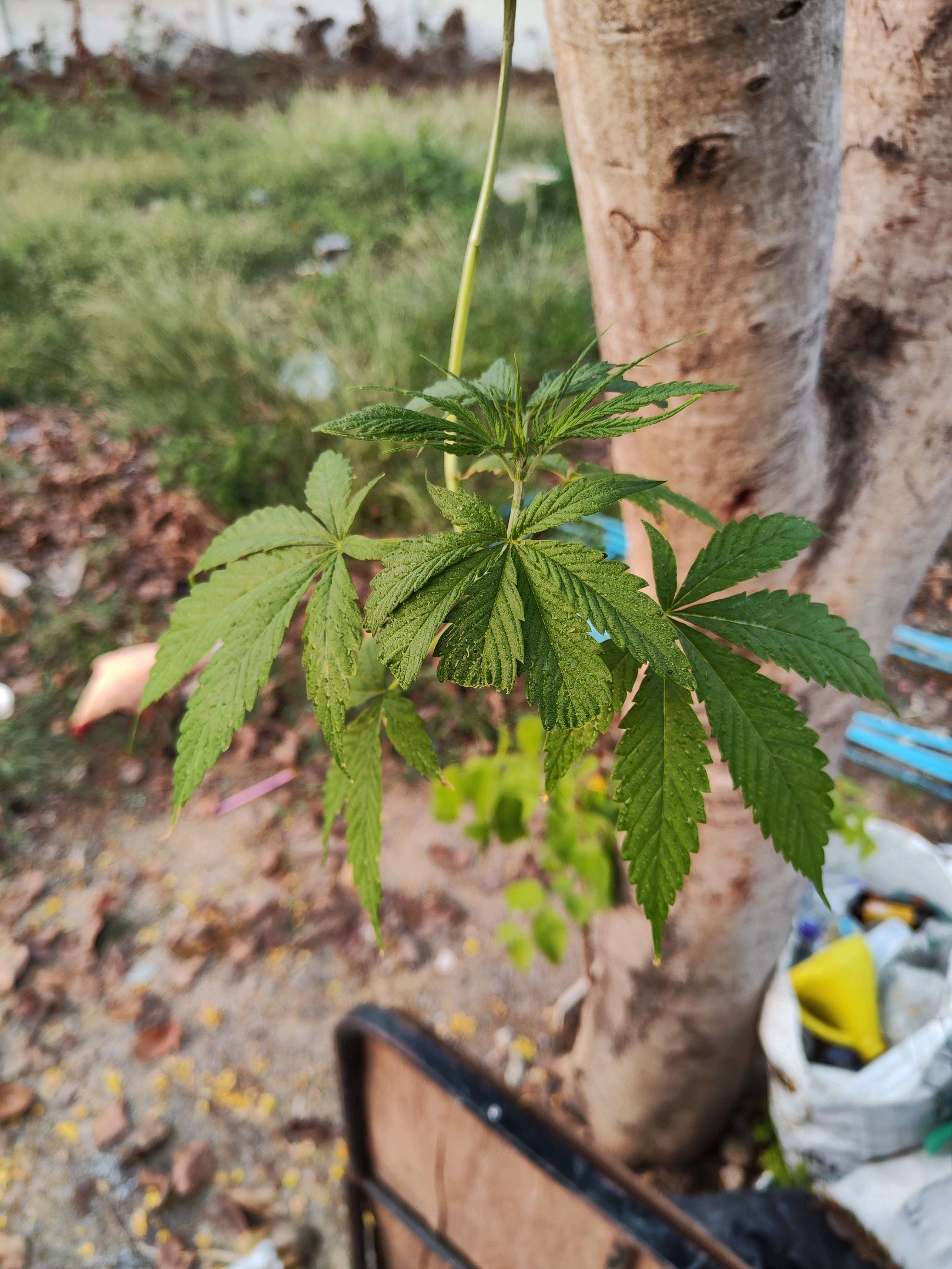 ต้นกลับหัว growlog photo 9