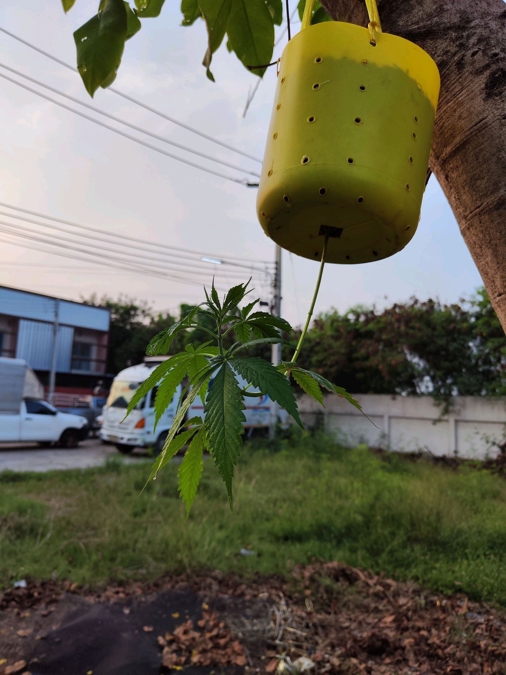 ต้นกลับหัว growlog photo 8