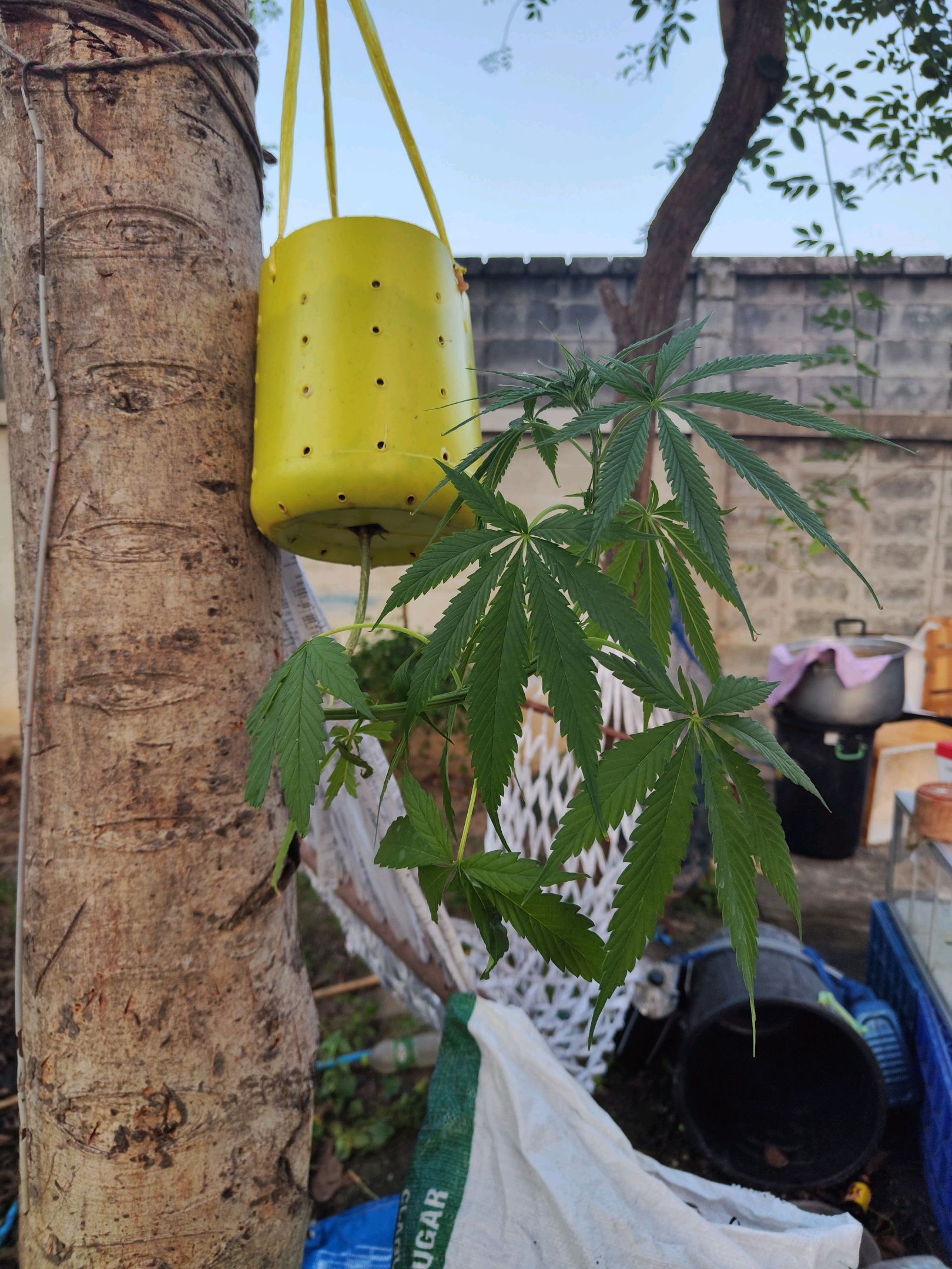 ต้นกลับหัว growlog photo 11