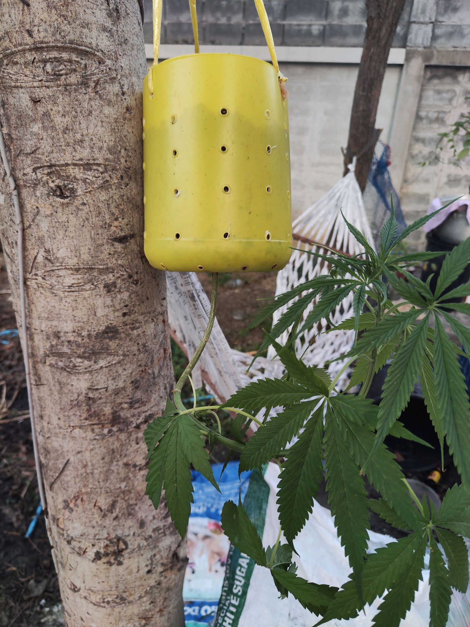 ต้นกลับหัว growlog photo 10