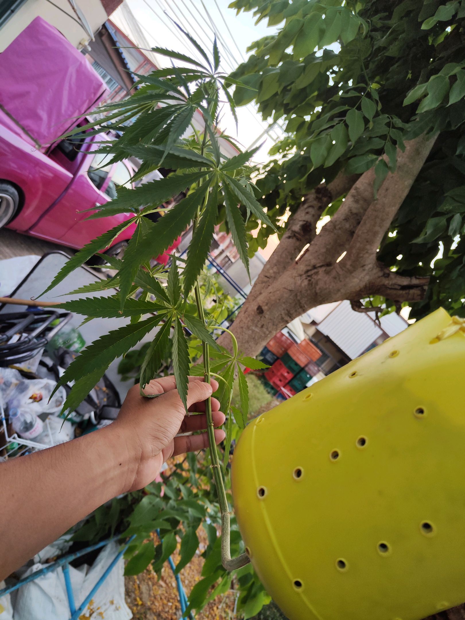 ต้นกลับหัว growlog photo 13