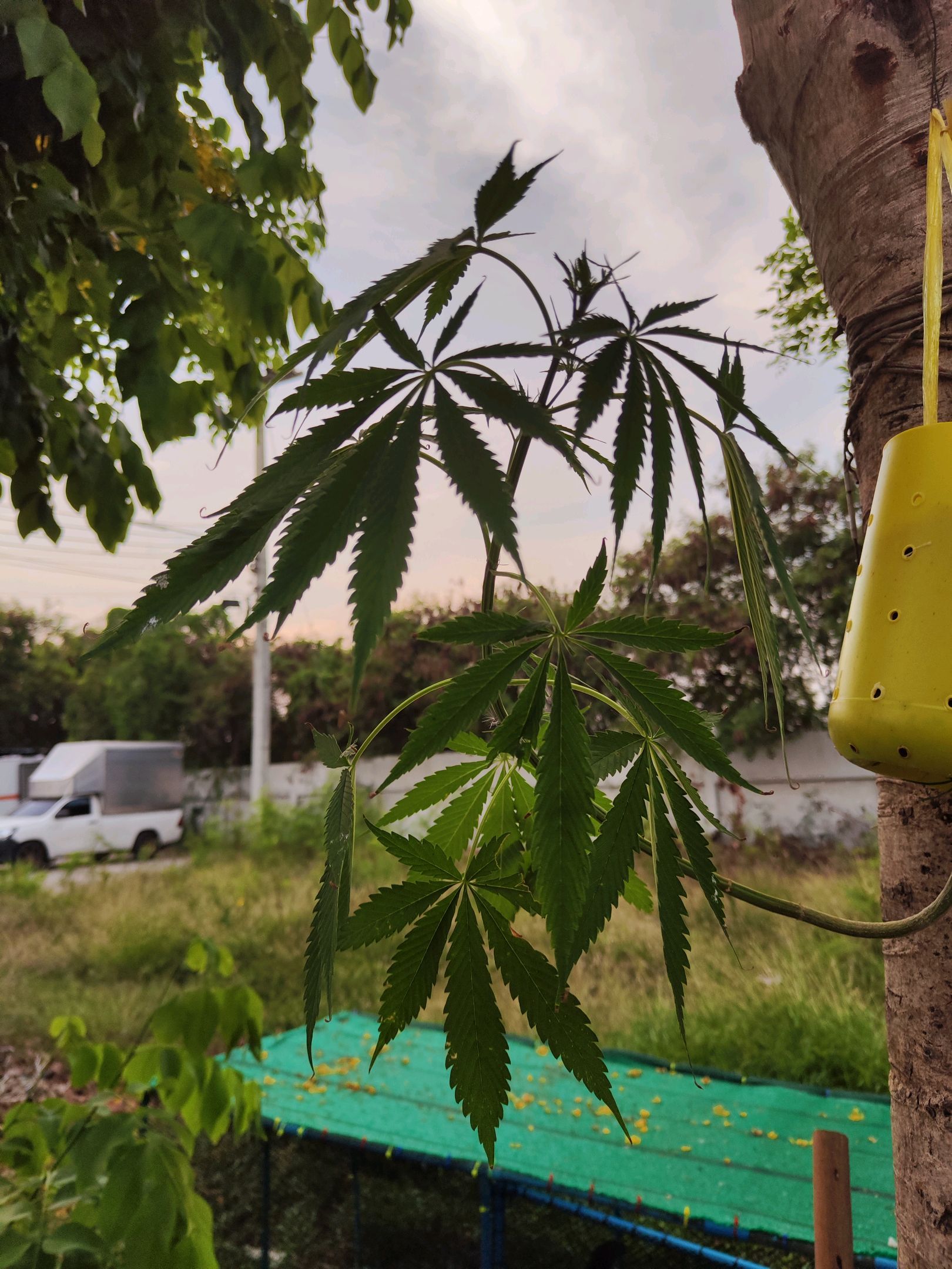 ต้นกลับหัว growlog photo 12