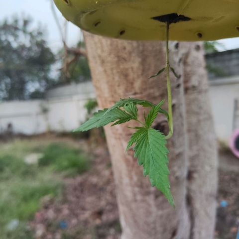 ต้นกลับหัว growlog photo