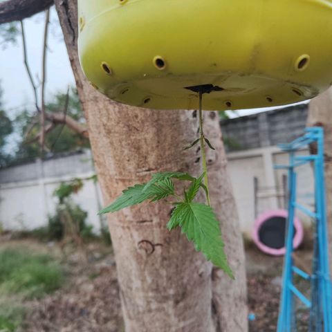 ต้นกลับหัว growlog in Outdoor
