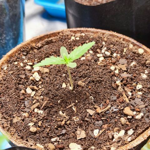 รอเยอร์ คุกกี้🍪 Royal Queen growlog timeline photo