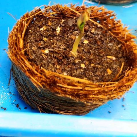 รอเยอร์ คุกกี้🍪 Royal Queen growlog timeline photo