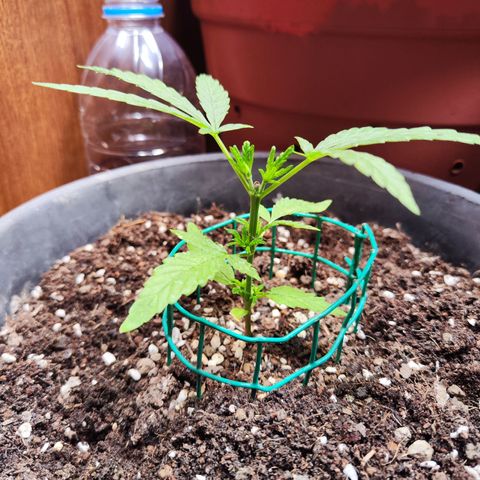 เมล็ดพันธุ์ข้างเขียง growlog timeline photo