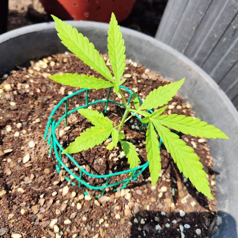 เมล็ดพันธุ์ข้างเขียง growlog timeline photo