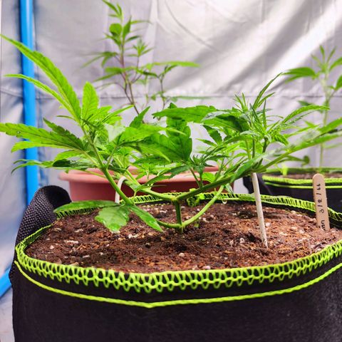 เมล็ดพันธุ์ข้างเขียง growlog timeline photo
