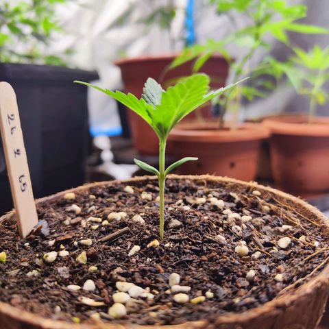 รอเยอร์ คุกกี้🍪 Royal Queen growlog timeline photo