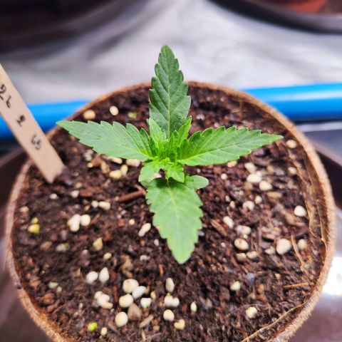 รอเยอร์ คุกกี้🍪 Royal Queen growlog timeline photo