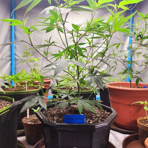 อุลังอุตัง สกิทเทอร์ 2 growlog timeline photo