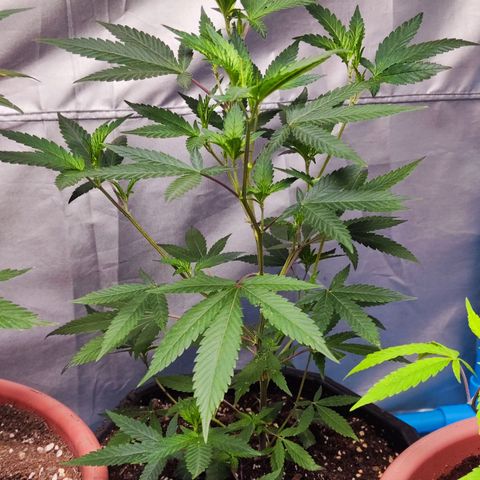 อุลังอุตัง สกิทเทอร์ 2 growlog timeline photo