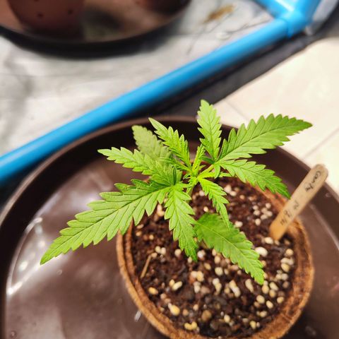 Candy  growlog timeline photo