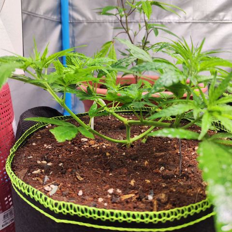 เมล็ดพันธุ์ข้างเขียง growlog timeline photo