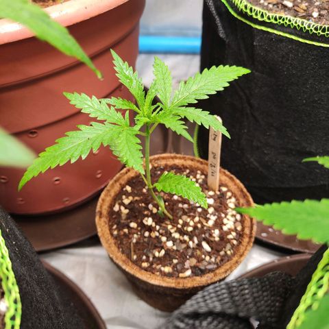 Candy  growlog timeline photo