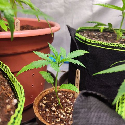 Candy  growlog timeline photo