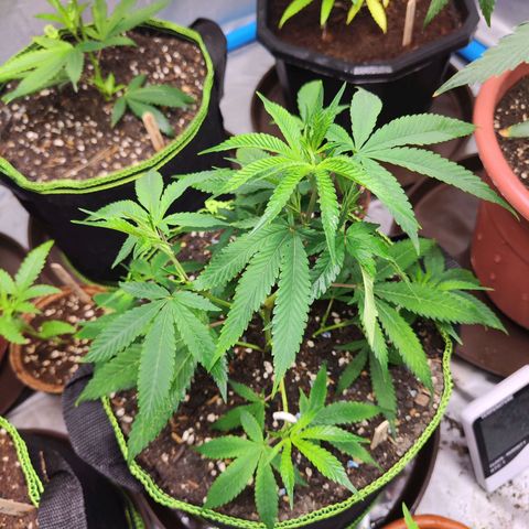 Cakes & cream ค่าย In-house growlog timeline photo