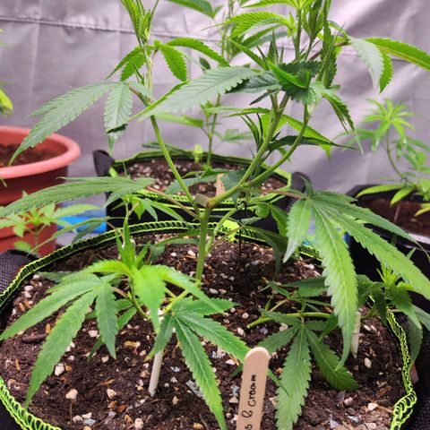 Cakes & cream ค่าย In-house growlog timeline photo