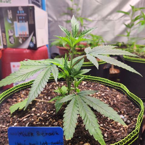  Mack & crack ค่าย Humbo ldt seeds growlog timeline photo