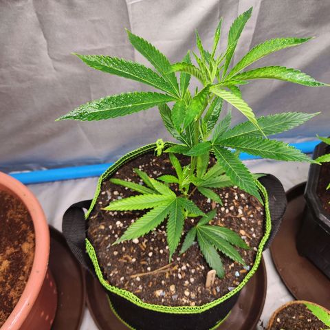 Hawaii Faanta  ค่าย compound genetic growlog timeline photo