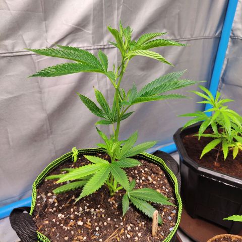 Hawaii Faanta  ค่าย compound genetic growlog timeline photo