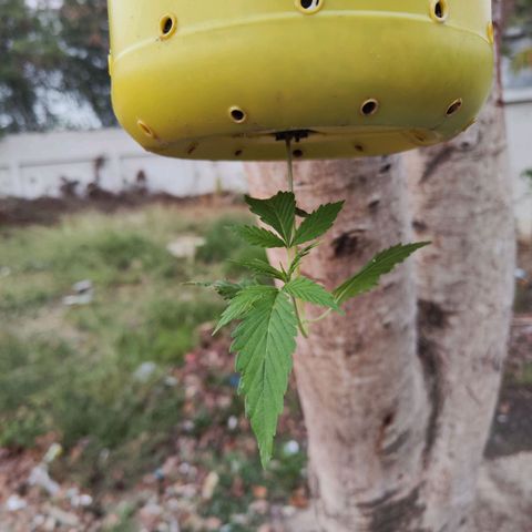 ต้นกลับหัว growlog photo