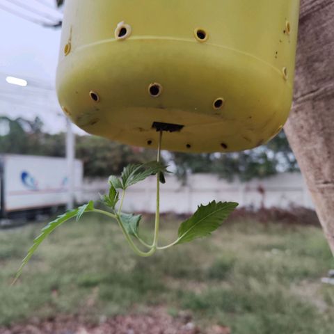ต้นกลับหัว growlog photo