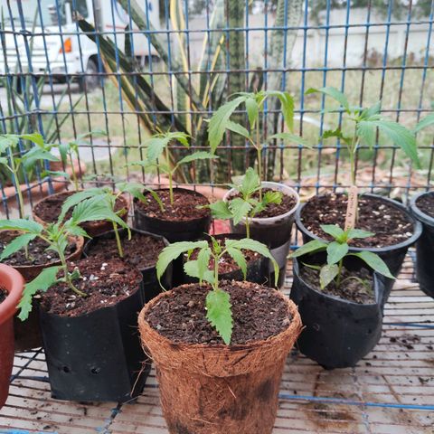 พันธุ์อะไรไม่รู้ growlog timeline photo