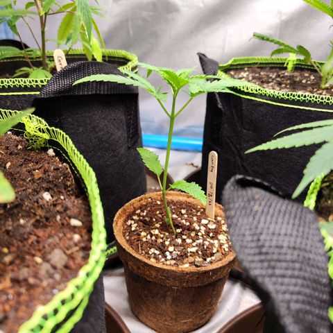 Candy  growlog timeline photo