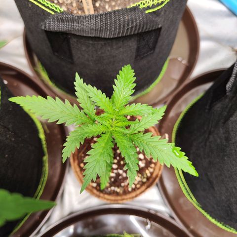 Candy  growlog timeline photo