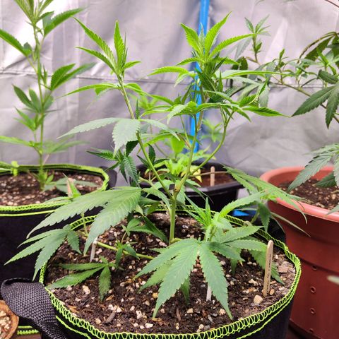 Cakes & cream ค่าย In-house growlog timeline photo