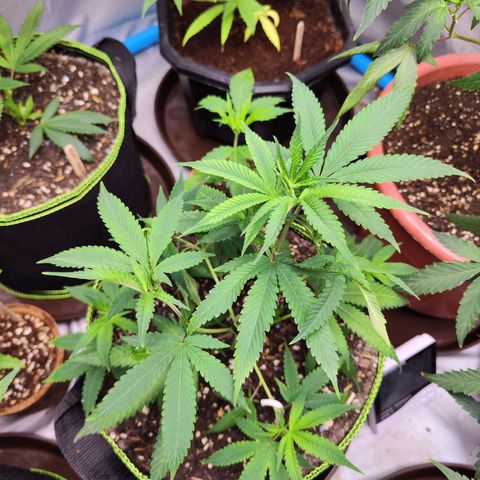 Cakes & cream ค่าย In-house growlog timeline photo