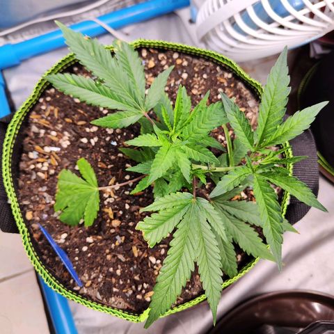  Mack & crack ค่าย Humbo ldt seeds growlog timeline photo