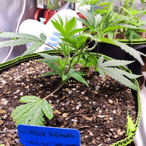  Mack & crack ค่าย Humbo ldt seeds growlog timeline photo